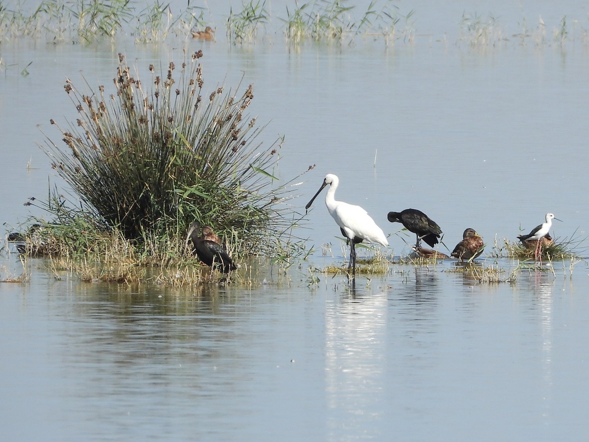 Eurasian Spoonbill - ML642175243