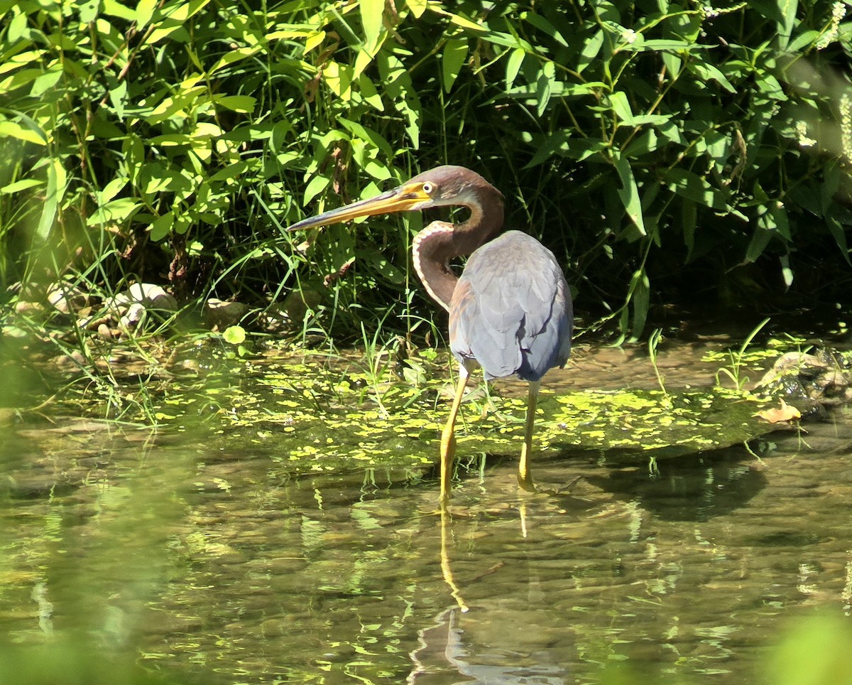 Tricolored Heron - ML642175264
