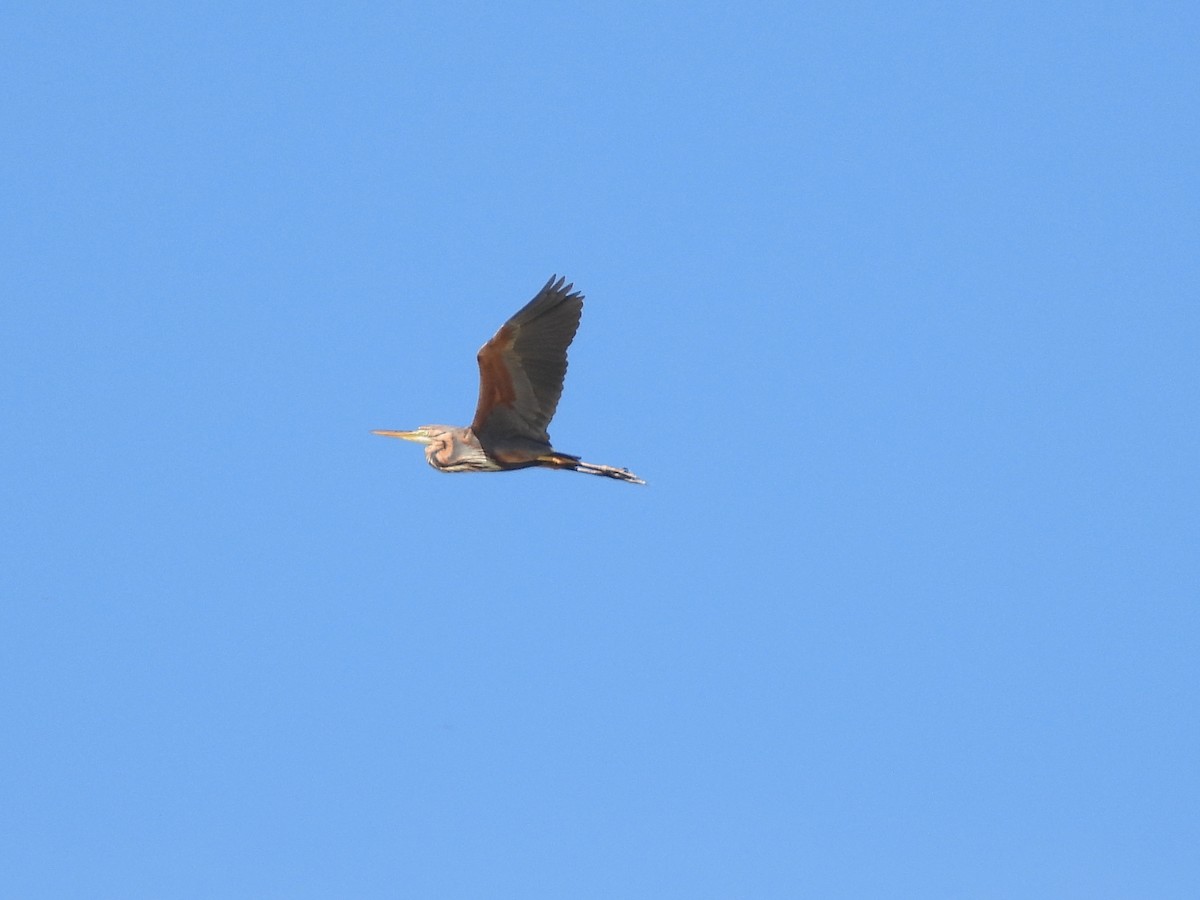 Purple Heron - ML642175269