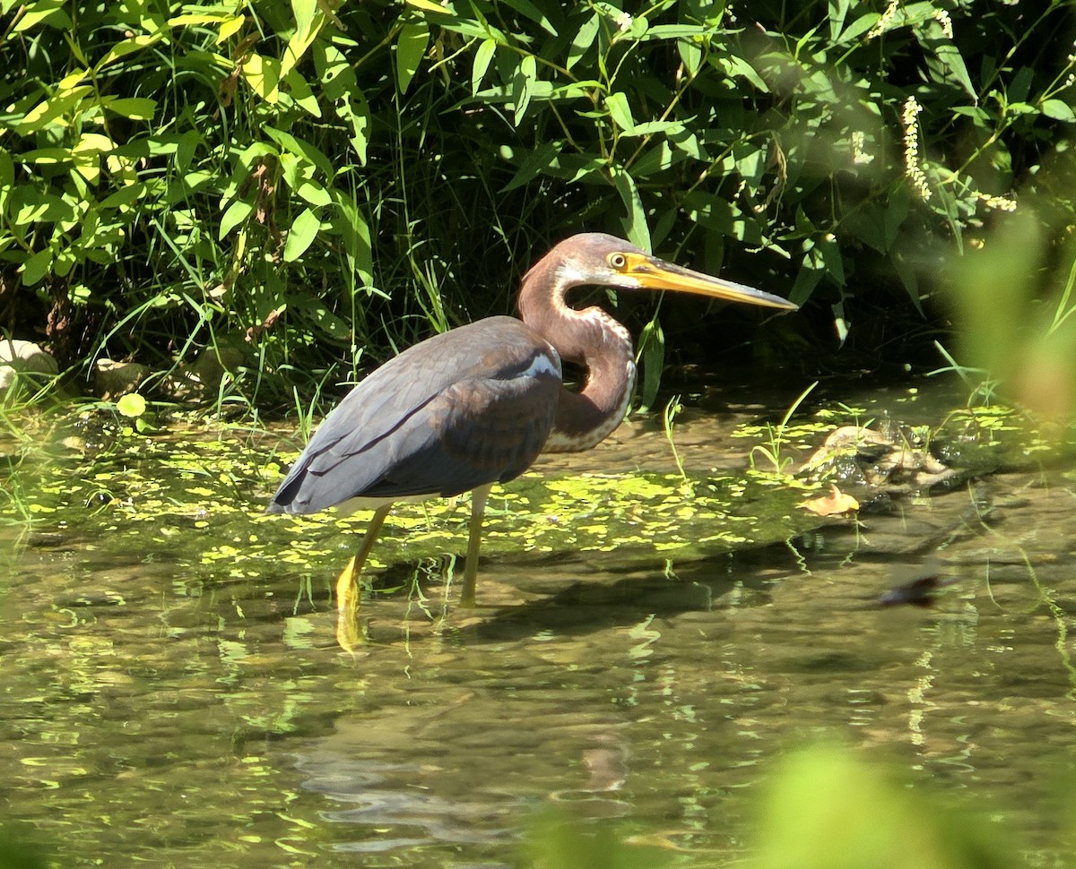 Tricolored Heron - ML642175277