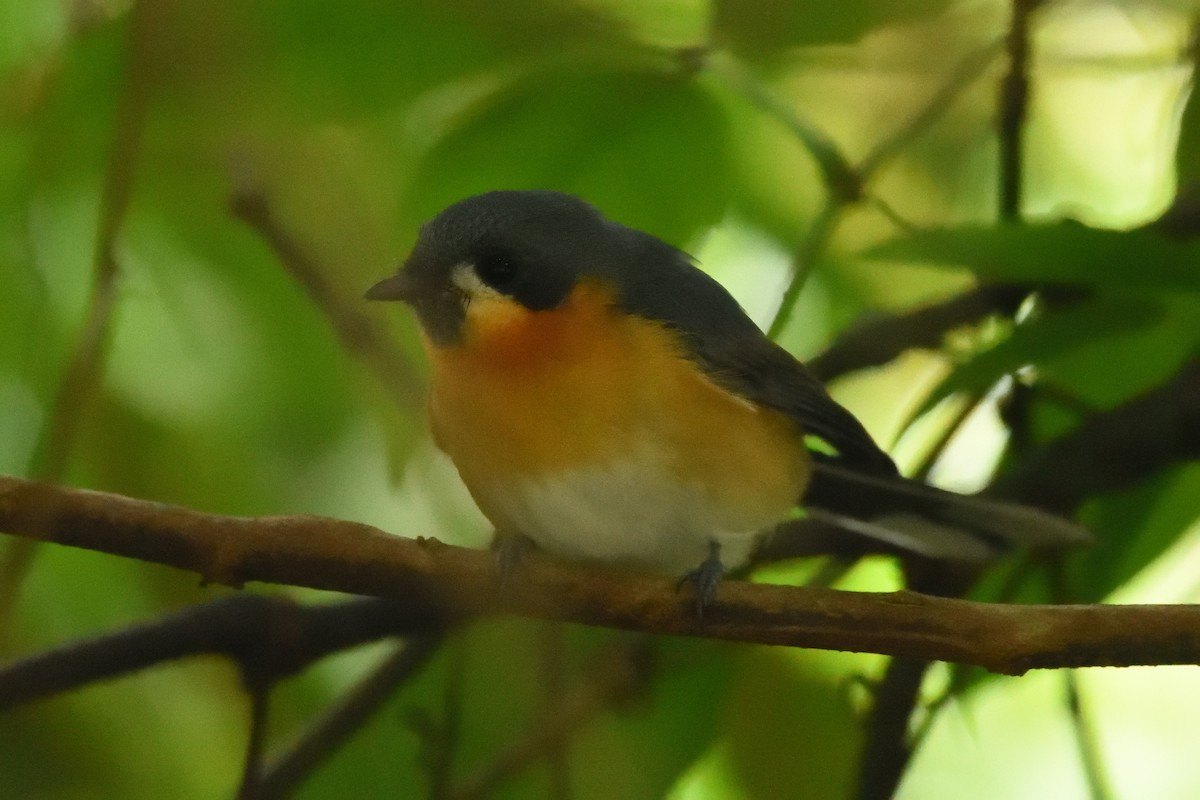 Australian Spectacled Monarch - ML642175283