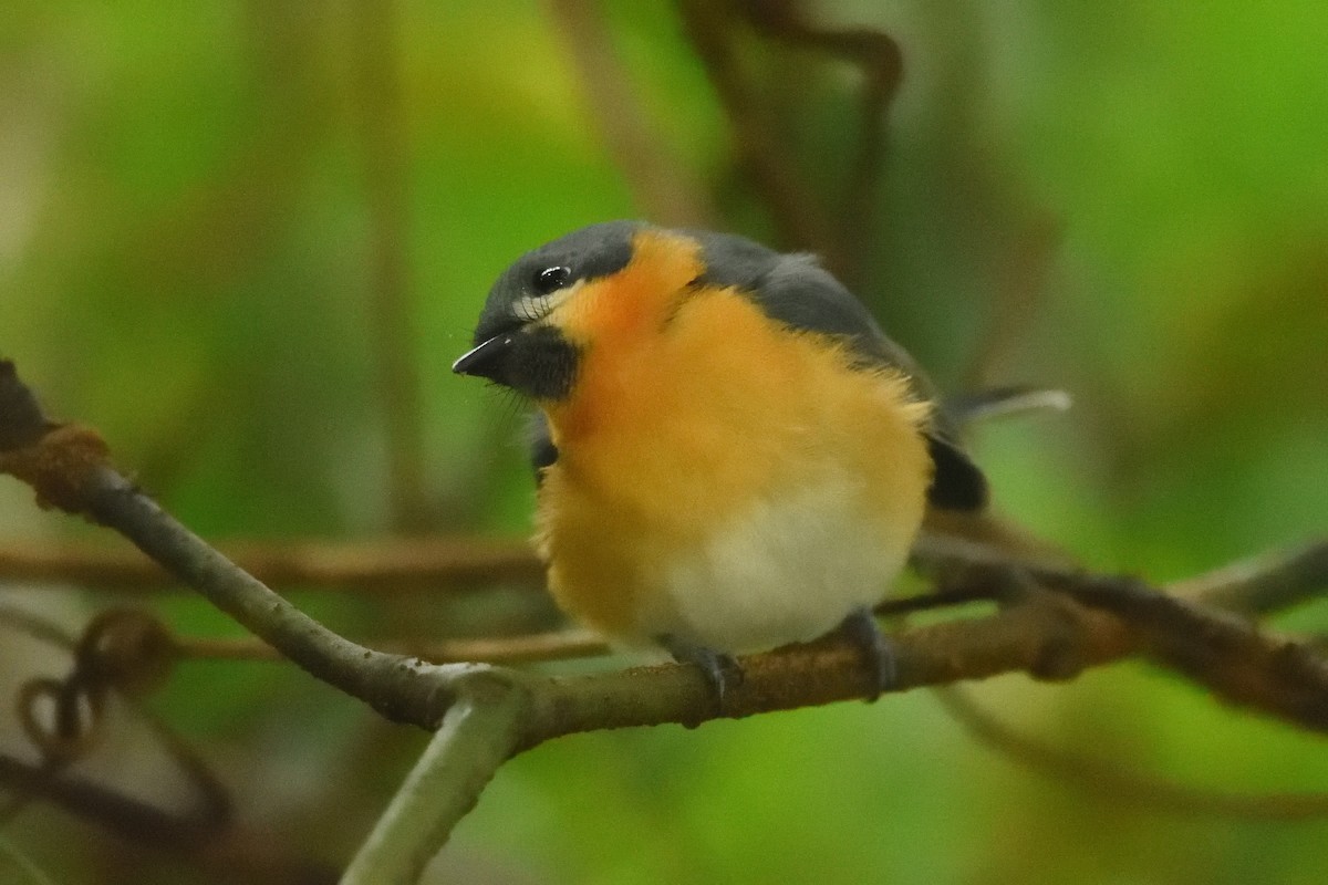 Australian Spectacled Monarch - ML642175284
