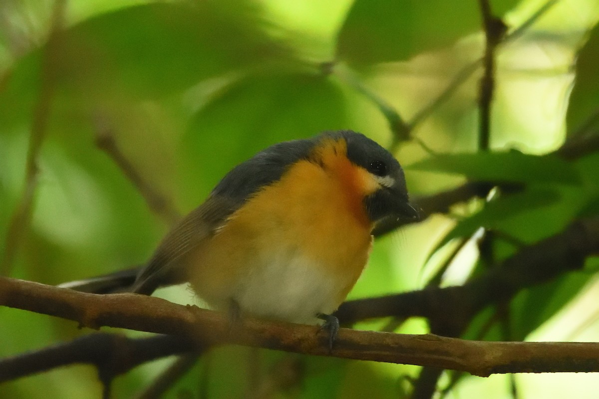 Australian Spectacled Monarch - ML642175285