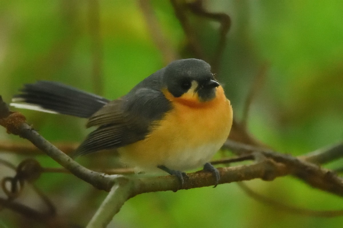 Australian Spectacled Monarch - ML642175286