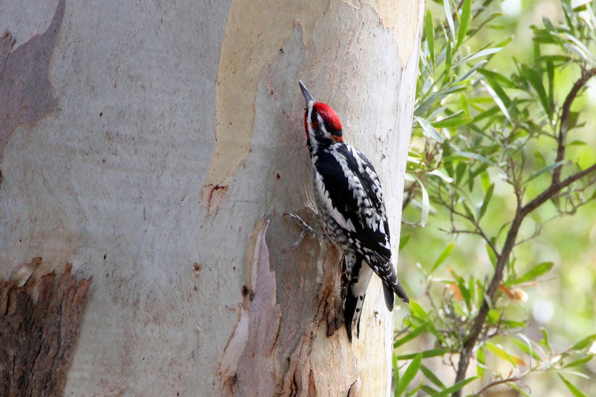 Red-naped Sapsucker - ML642175287