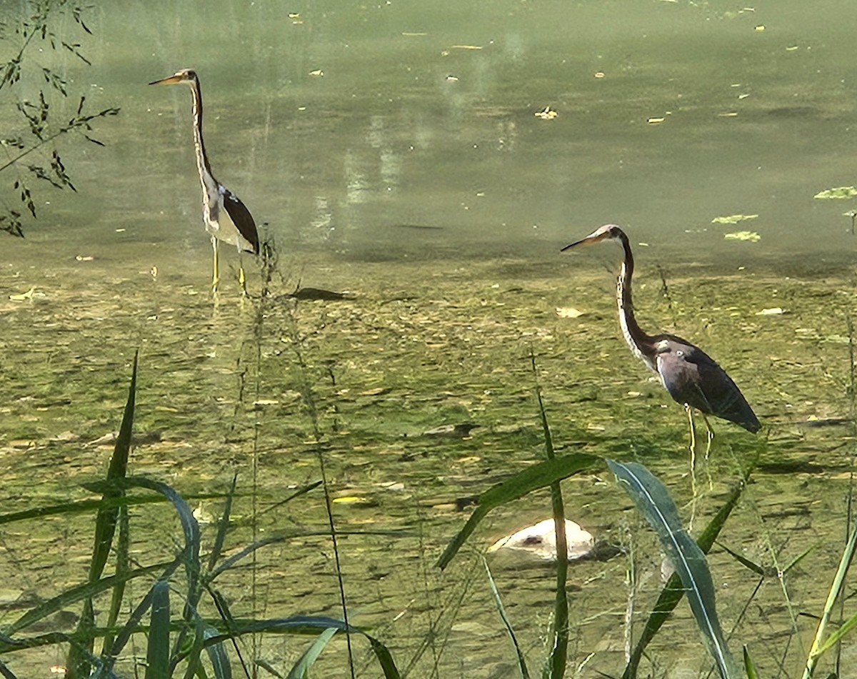 Tricolored Heron - ML642175288