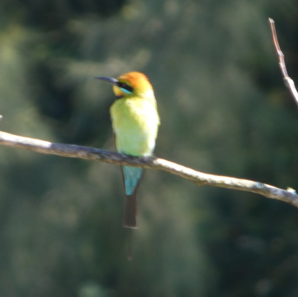 Rainbow Bee-eater - ML642175290