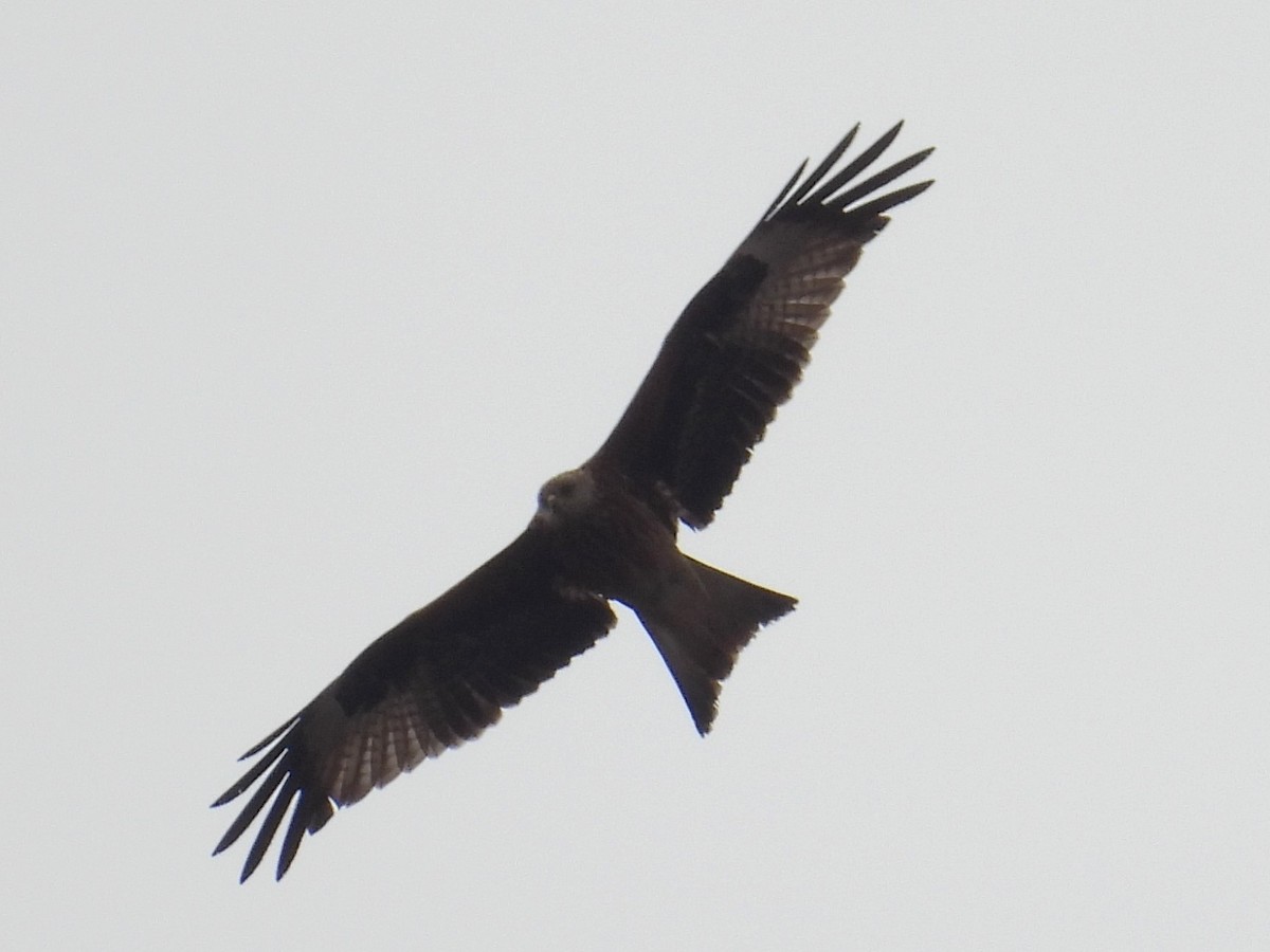 Red Kite - ML642175295
