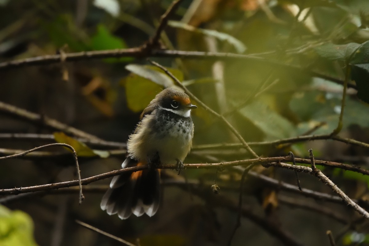 Australian Rufous Fantail - ML642175296