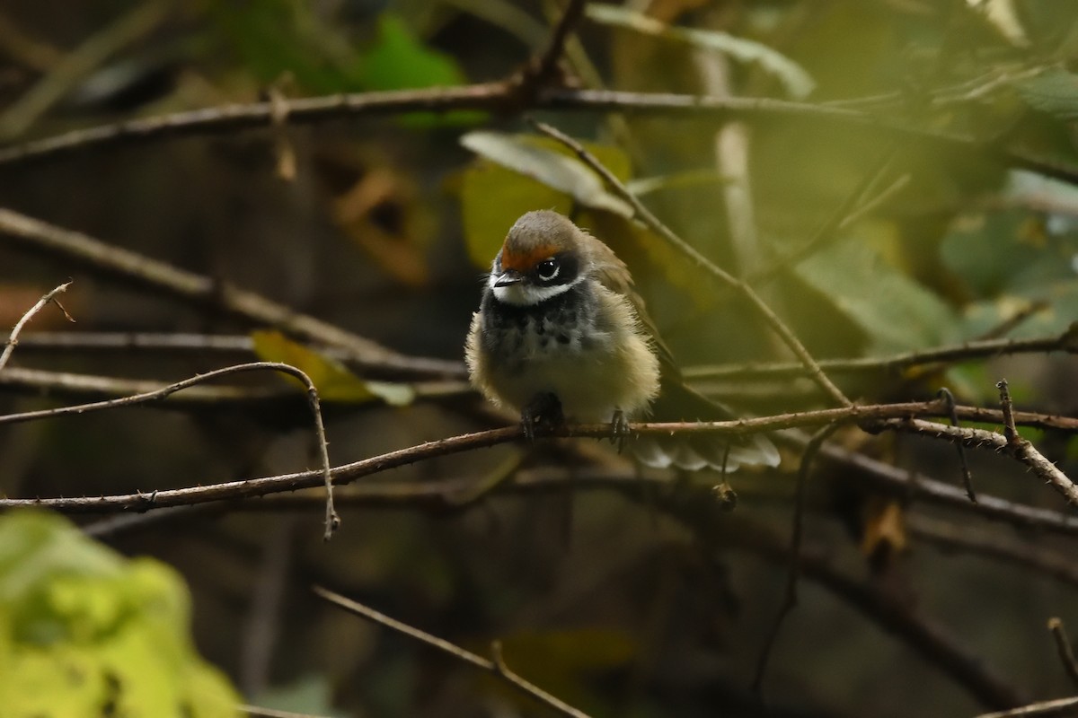 Australian Rufous Fantail - ML642175297