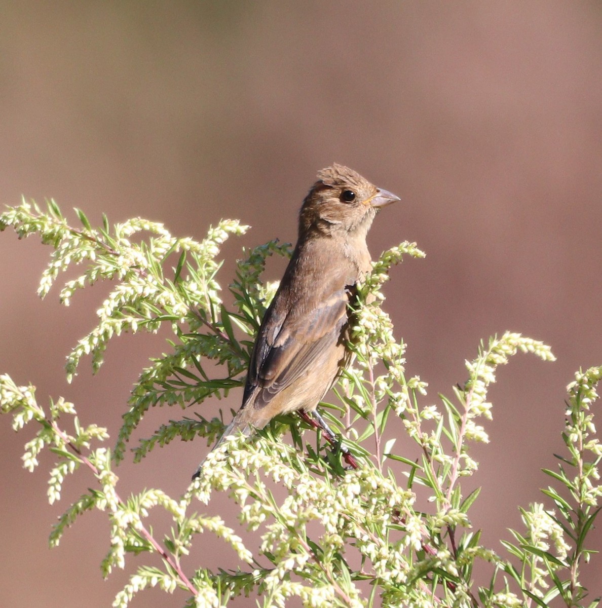 Indigo Bunting - ML642175302