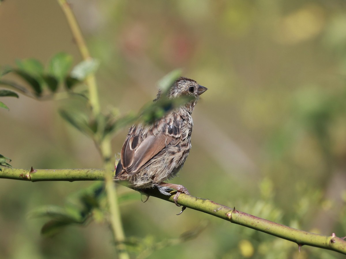 Song Sparrow - ML642175303