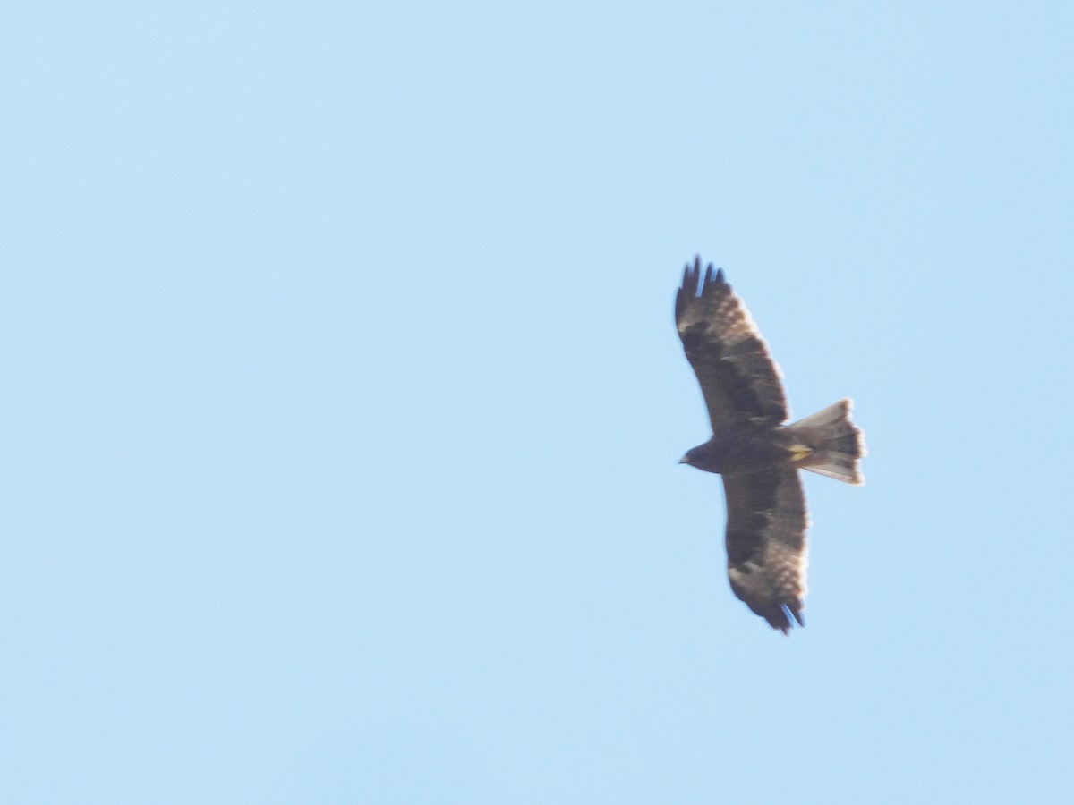 Booted Eagle - ML642175307