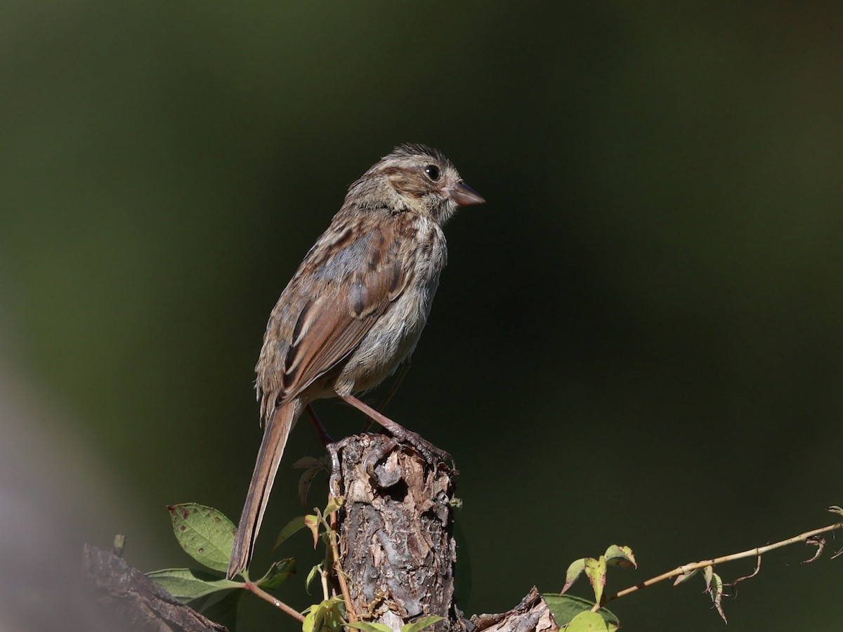 Song Sparrow - ML642175308