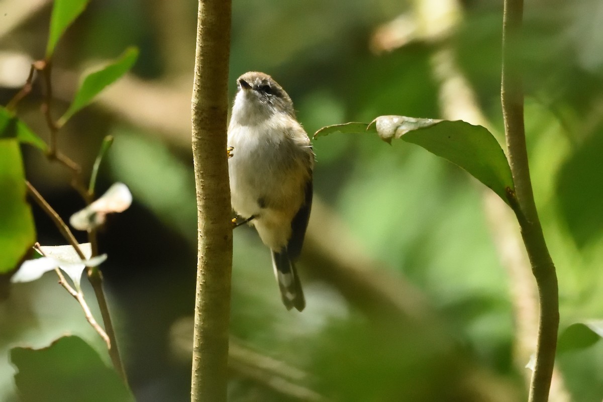 Brown Gerygone - ML642175319
