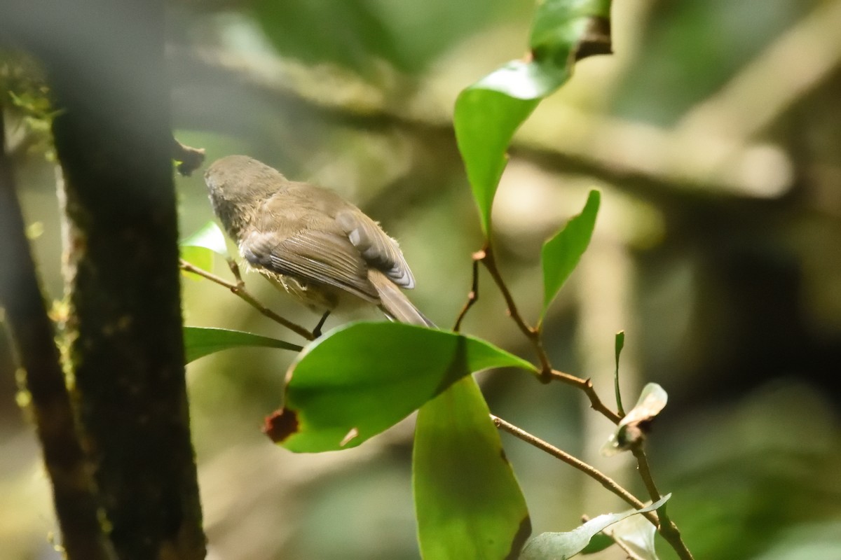 Brown Gerygone - ML642175321