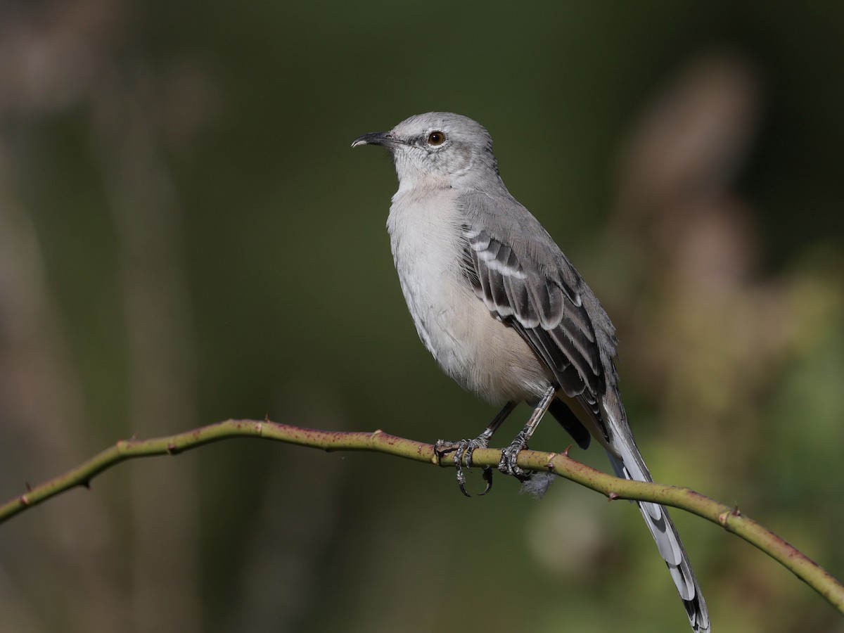 Northern Mockingbird - ML642175324