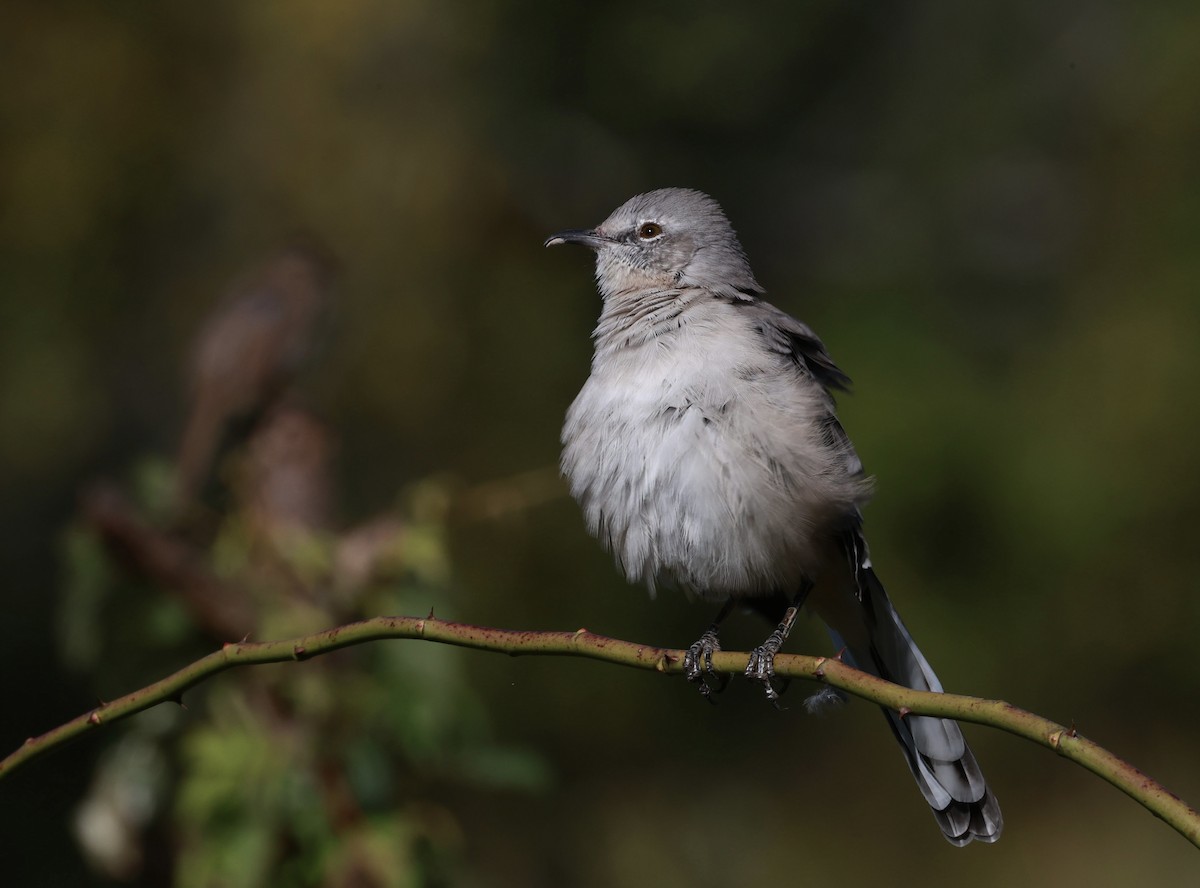Northern Mockingbird - ML642175325