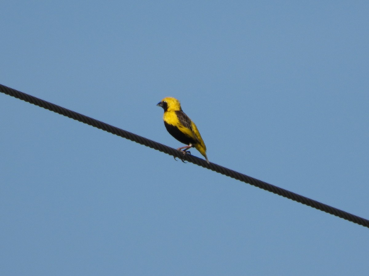 Yellow-crowned Bishop - ML642175337