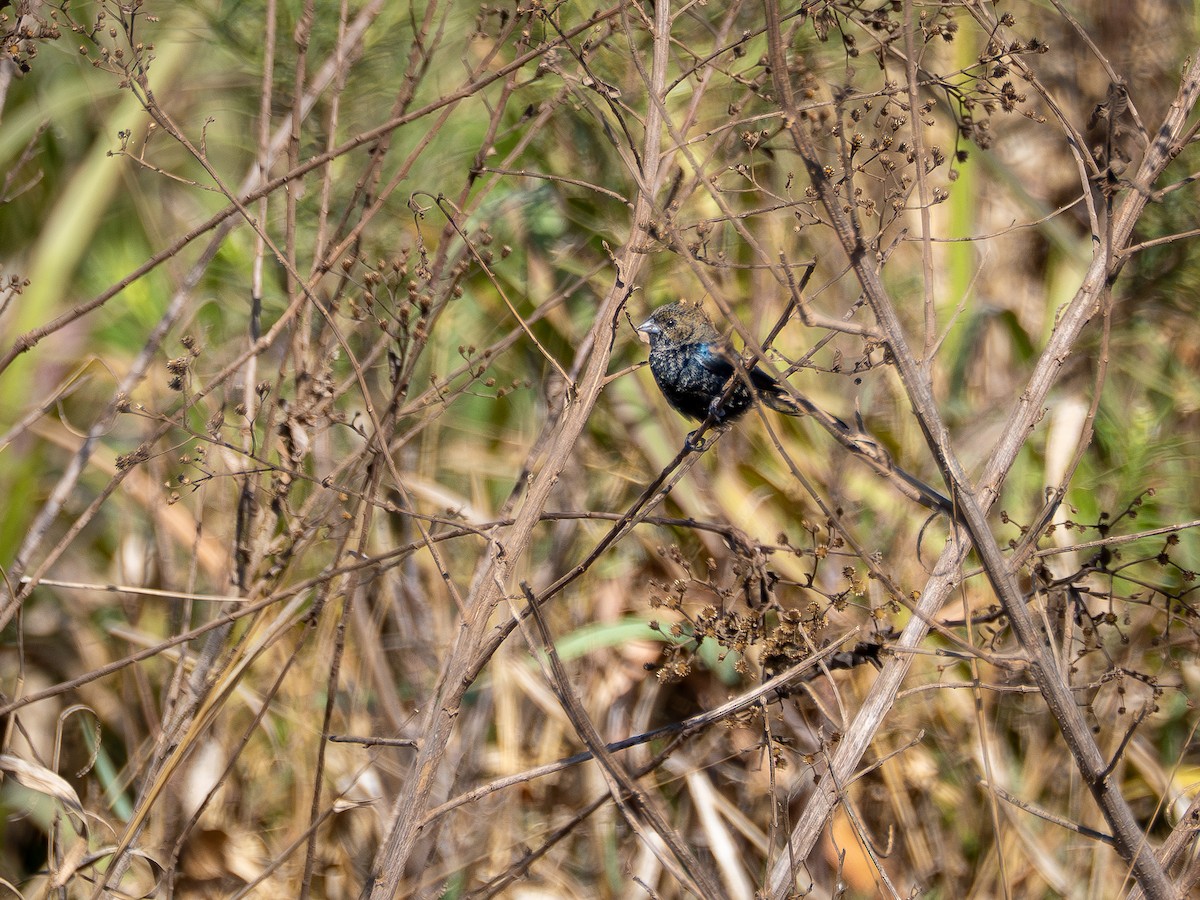Blue-black Grassquit - ML642175354