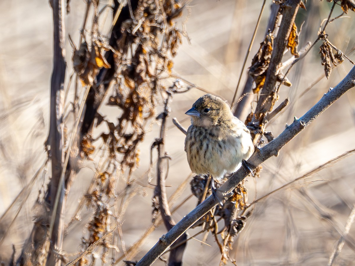 Blue-black Grassquit - ML642175355