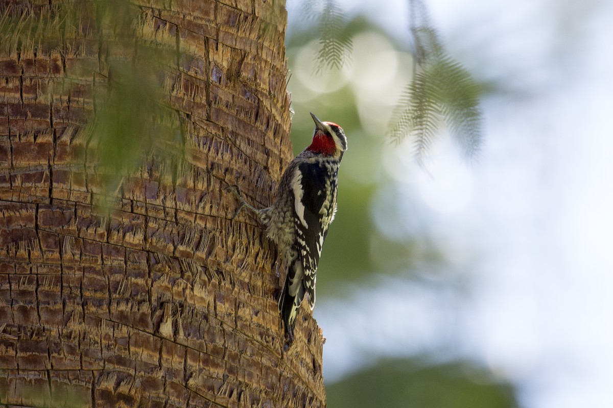 Red-naped Sapsucker - ML642175388