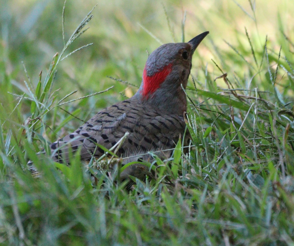 Northern Flicker (Yellow-shafted) - ML642175392