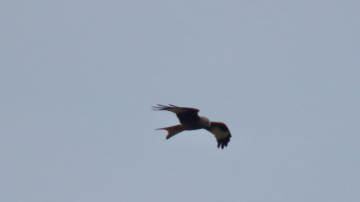 Red Kite - ML642175393