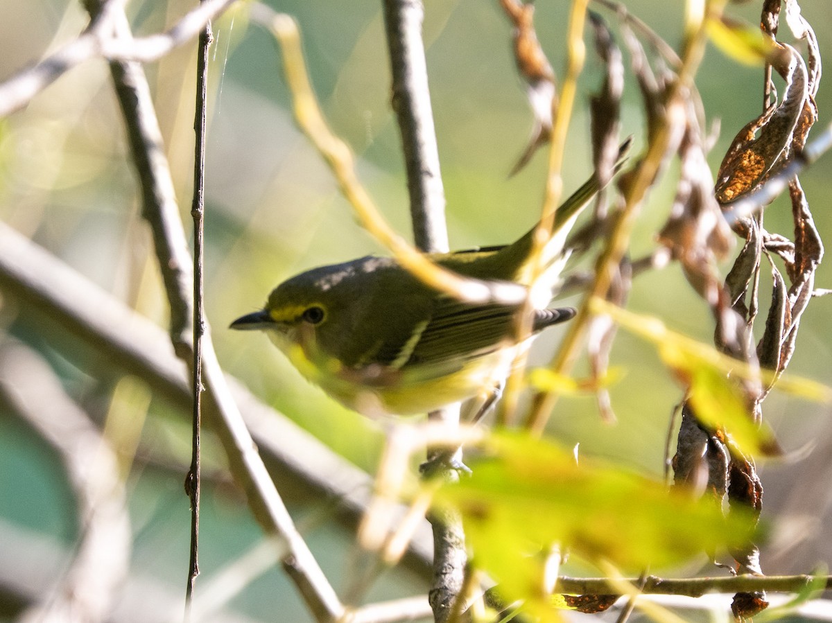 Blue-headed Vireo - ML642175401