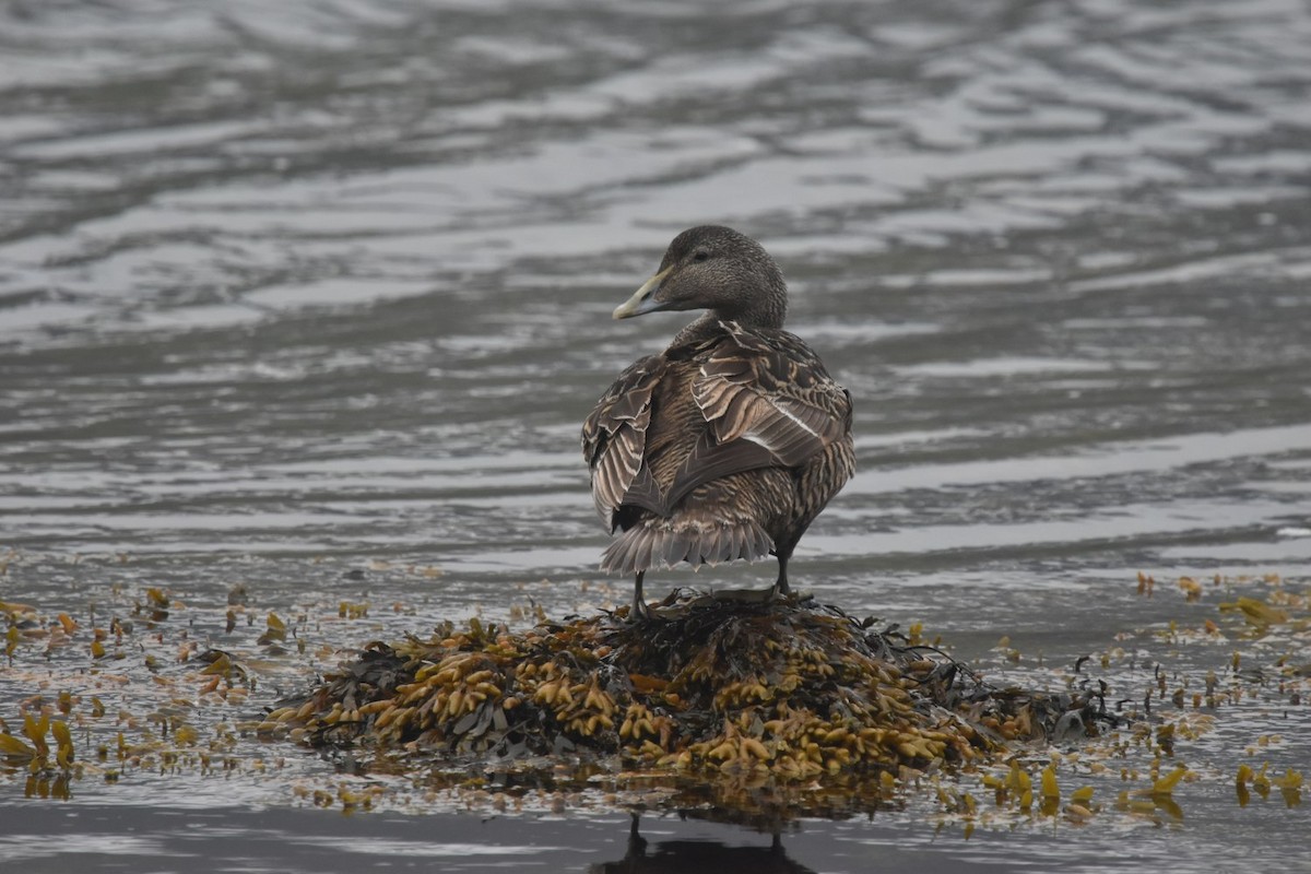 Common Eider - ML642175415