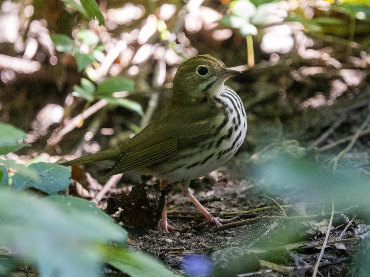 Ovenbird - ML642175416