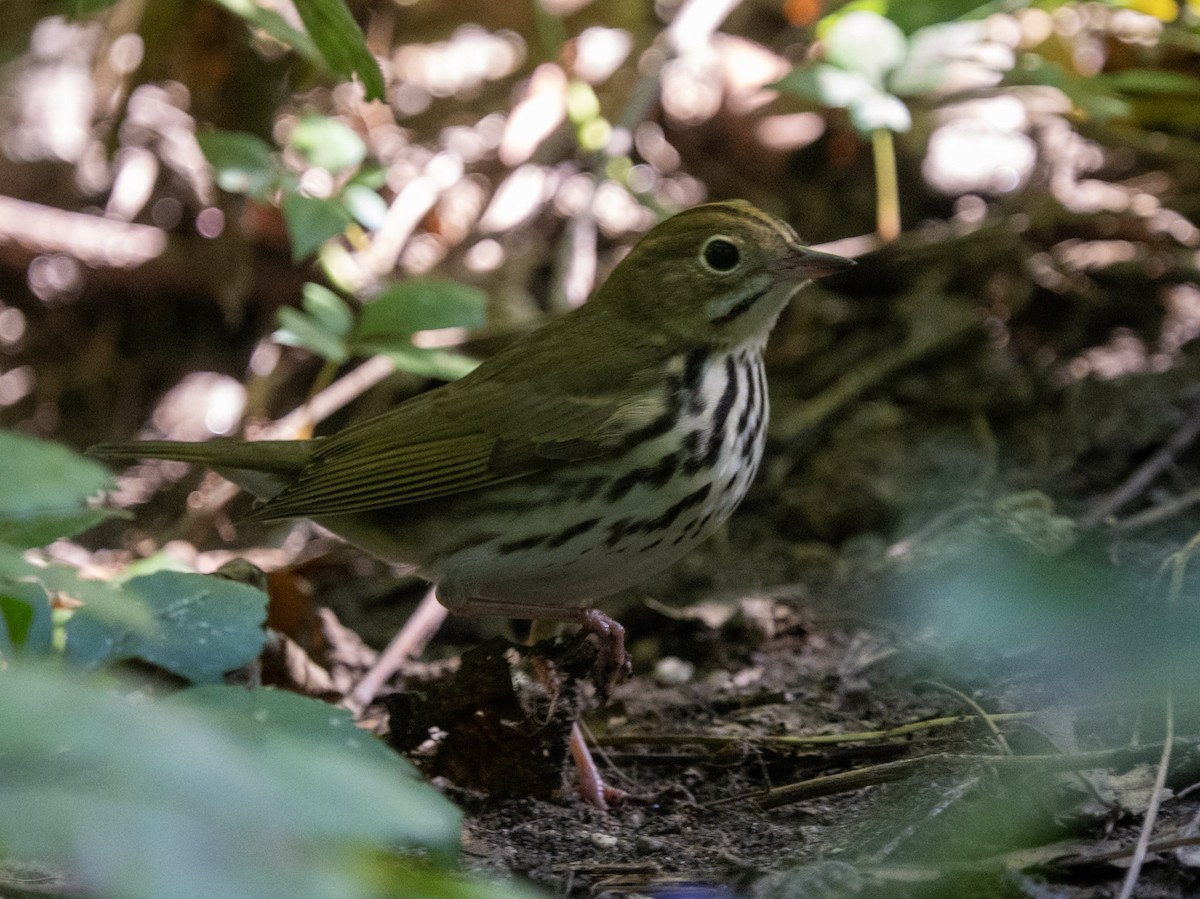 Ovenbird - ML642175417