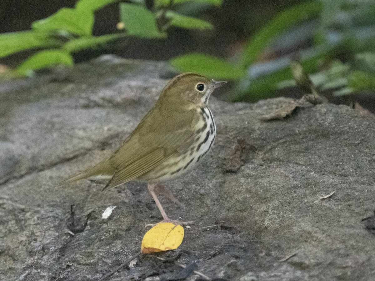 Ovenbird - ML642175418