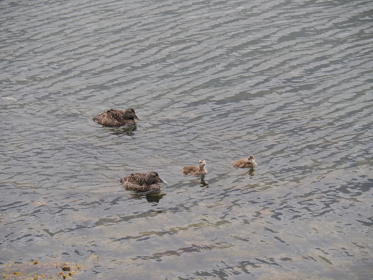 Common Eider - ML642175423