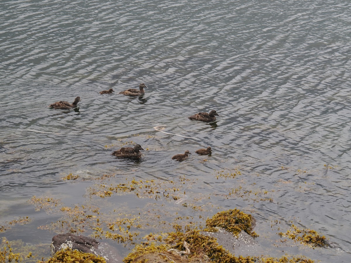 Common Eider - ML642175424