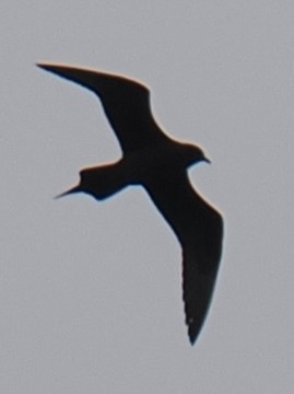 Parasitic Jaeger - ML642175434