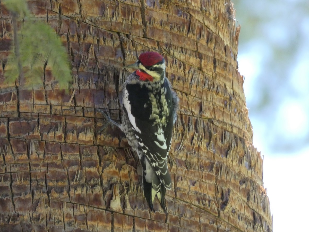 Red-naped Sapsucker - ML642175435