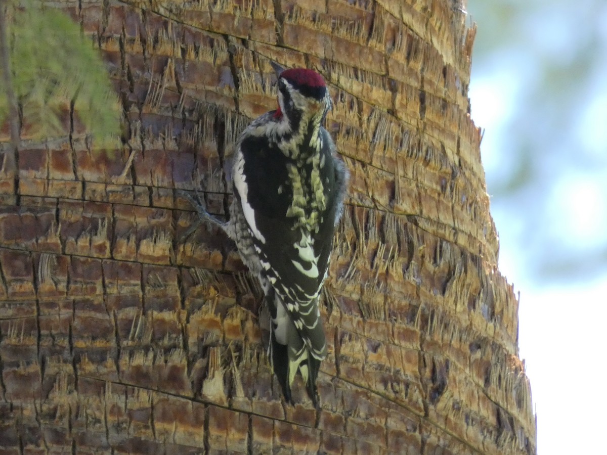 Red-naped Sapsucker - ML642175436