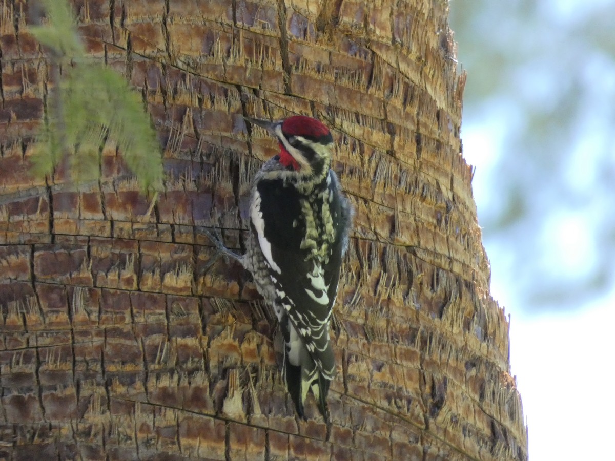 Red-naped Sapsucker - ML642175437