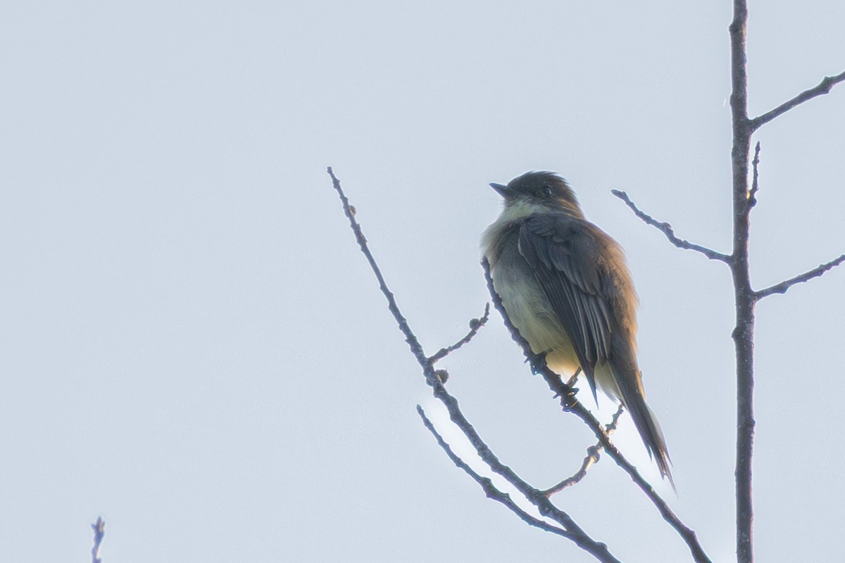 Eastern Phoebe - ML642175447