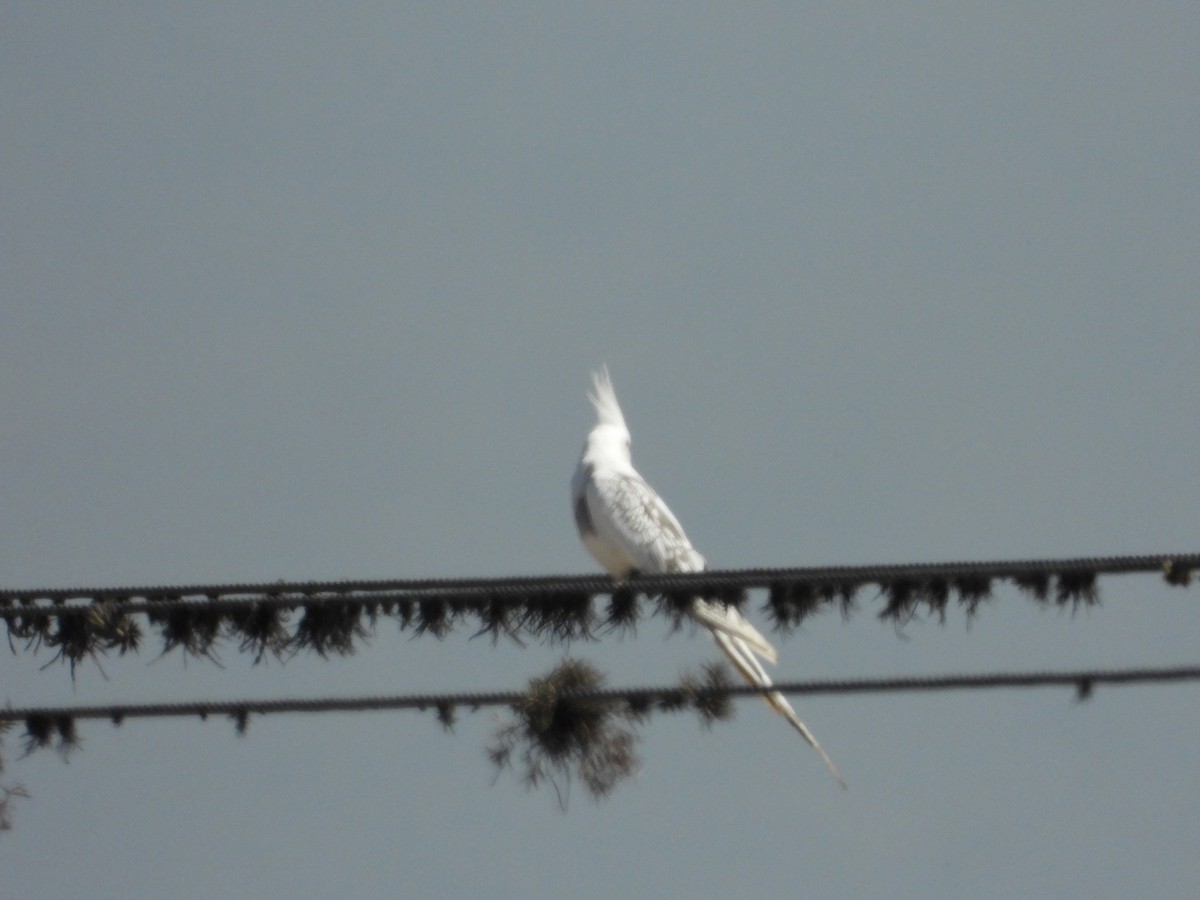 雞尾鸚鵡(馴化) - ML642175449