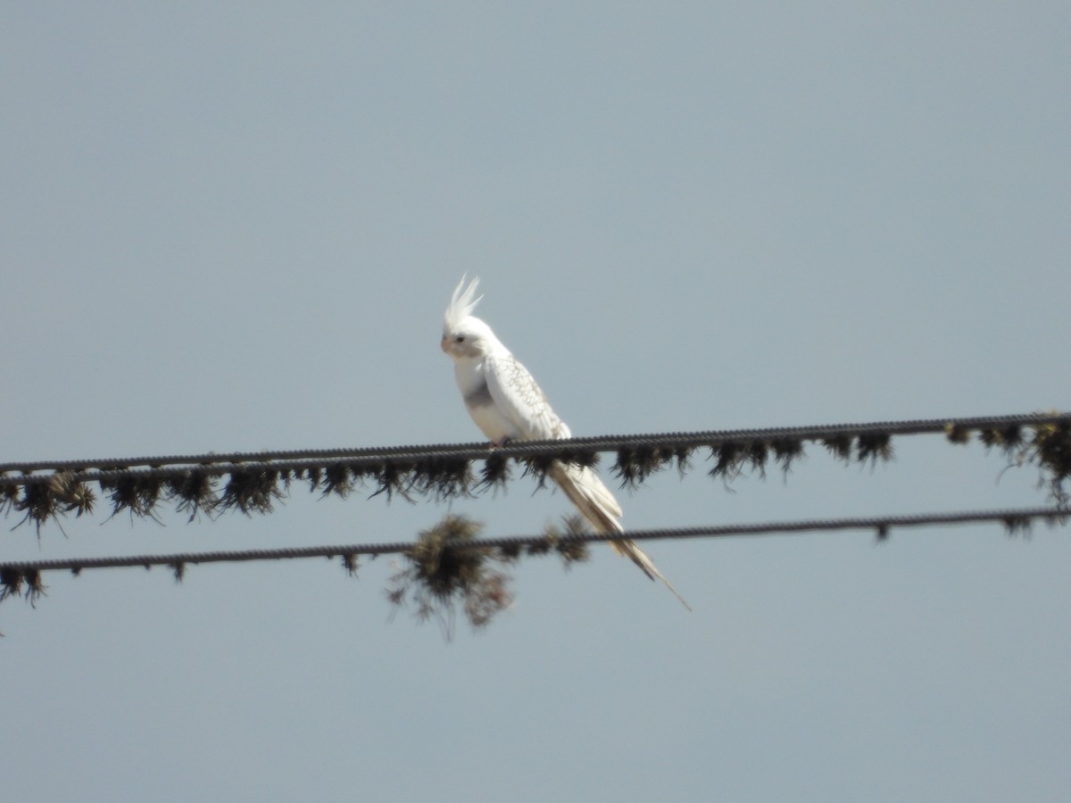 雞尾鸚鵡(馴化) - ML642175450