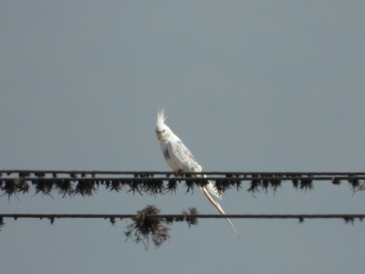 雞尾鸚鵡(馴化) - ML642175451