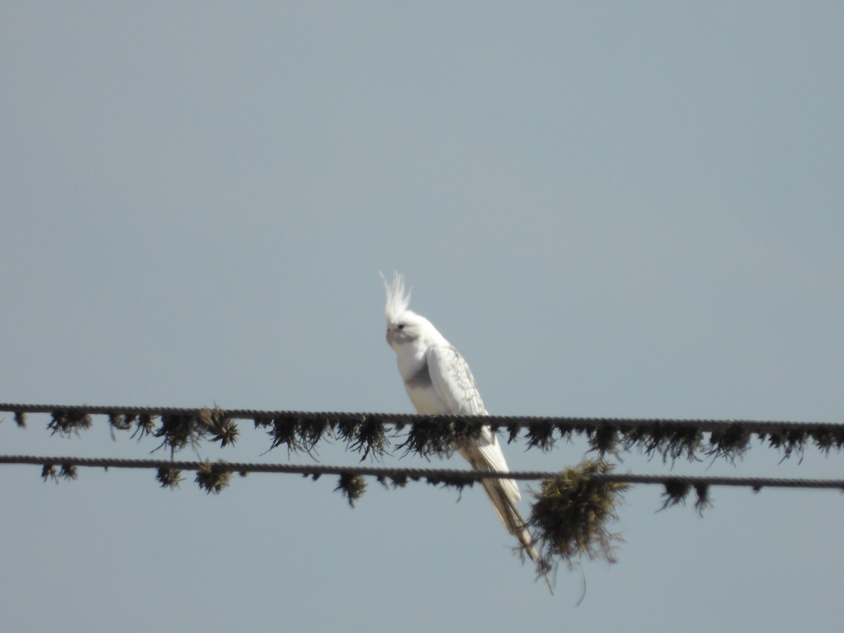 雞尾鸚鵡(馴化) - ML642175452