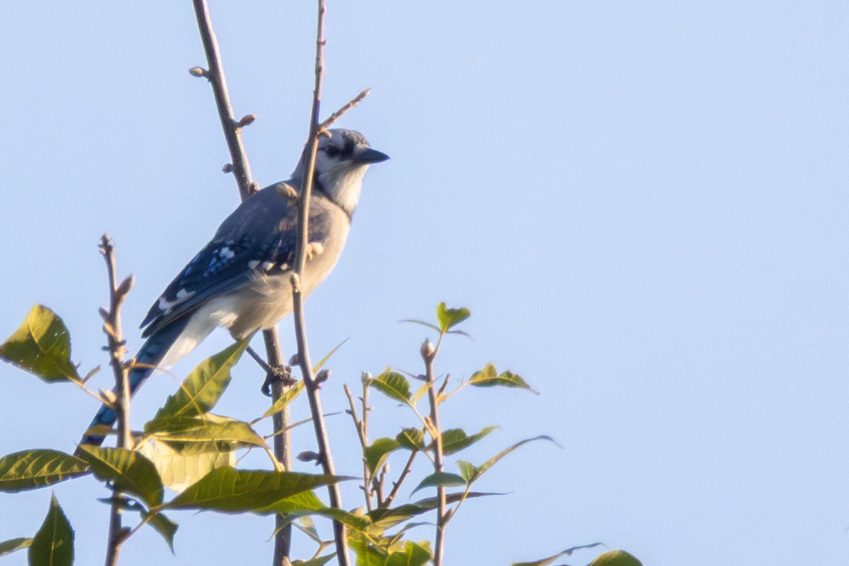 Blue Jay - ML642175457