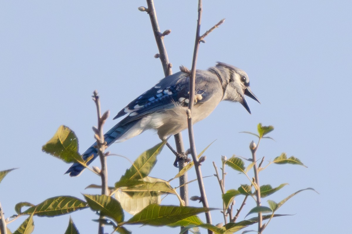 Blue Jay - ML642175458