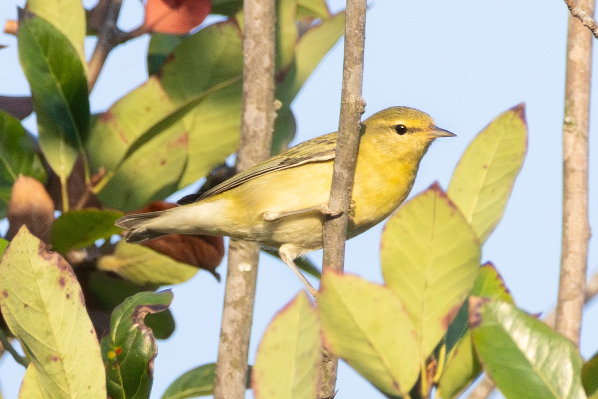Tennessee Warbler - ML642175461