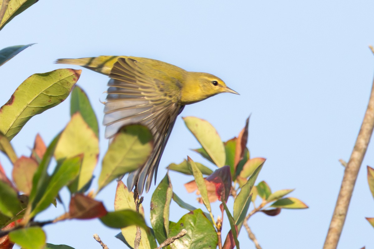 Tennessee Warbler - ML642175462