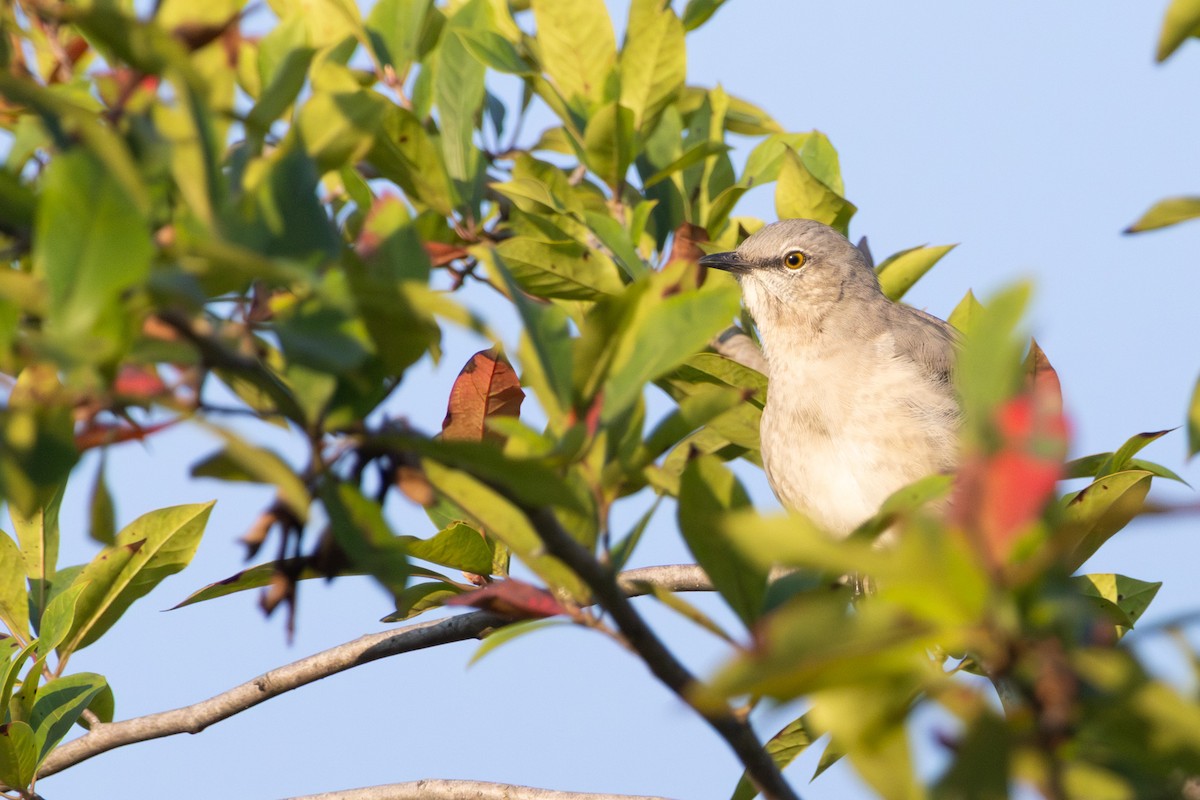 Northern Mockingbird - ML642175465