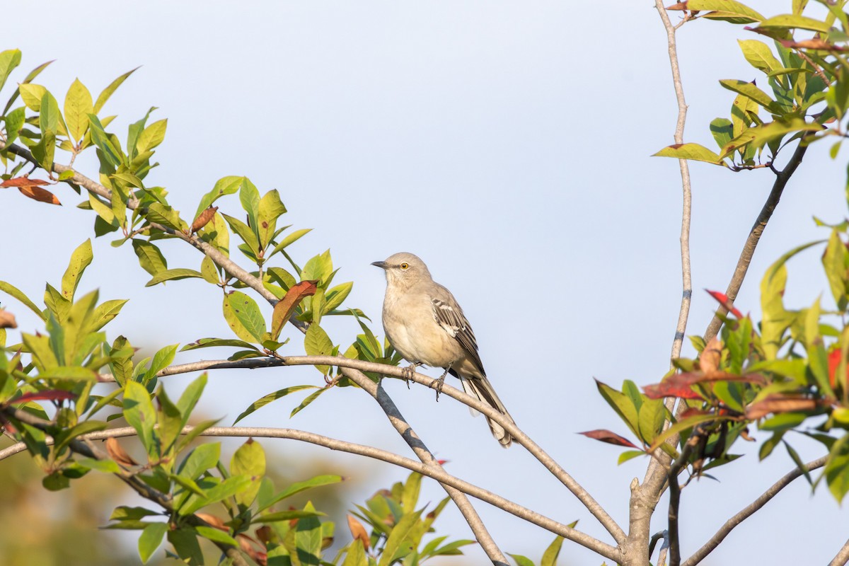 Northern Mockingbird - ML642175468
